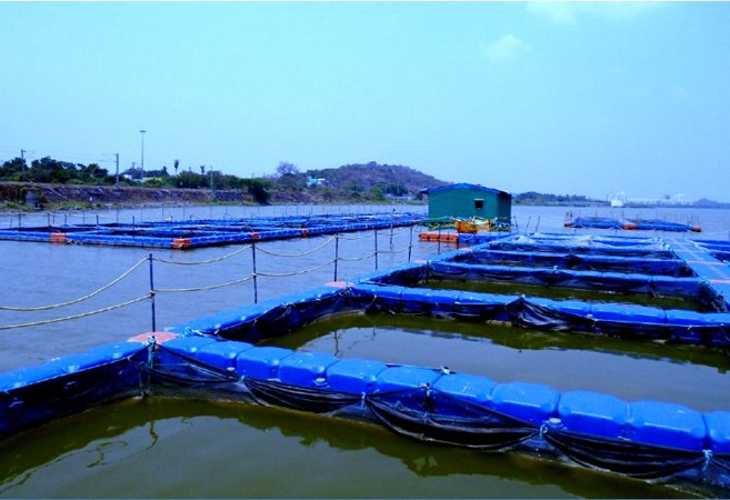 mm fisheries achivements